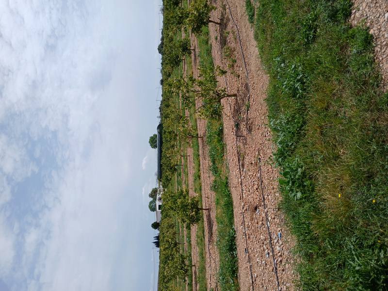 Terreno en VINAROS, Castellón