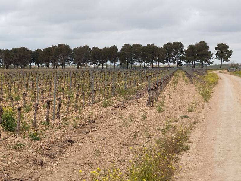Terreno en ALBA, Ciudad Real