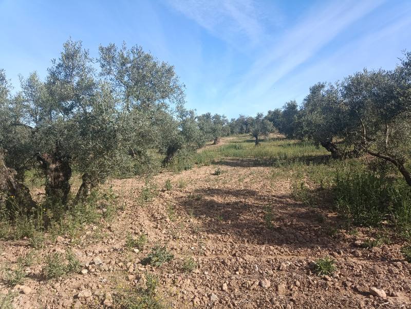 Terreno en CASARICHE, Sevilla