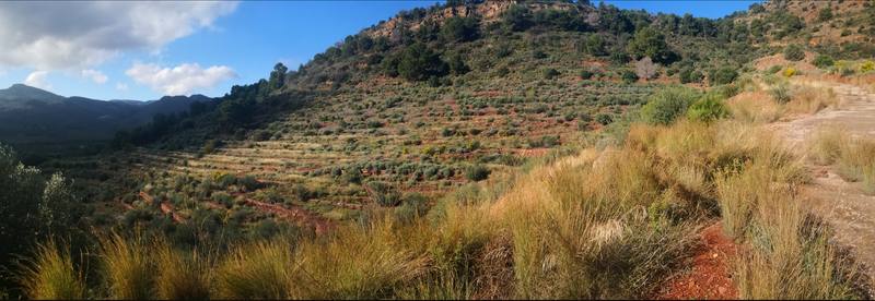 Terreno en ALFARA, Valencia