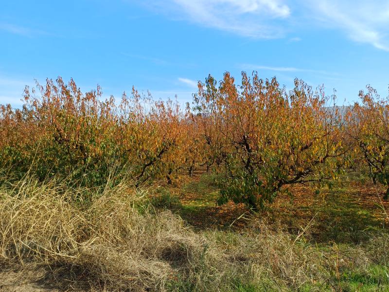 Terreno en MASSALCOREIG, Lleida
