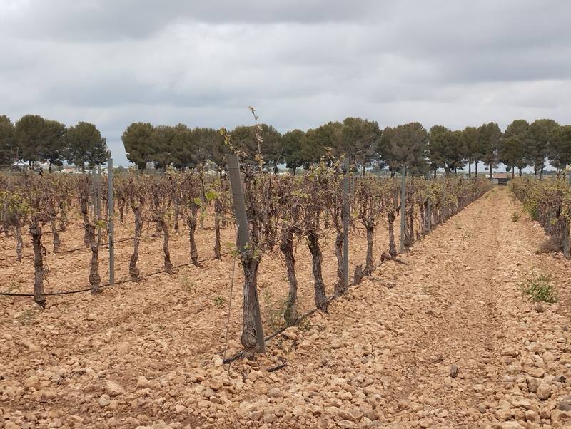 Terreno en ALBA, Ciudad Real
