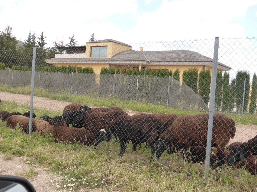 Finca rústica en MALAGÓN, Ciudad Real